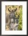 Mother and Baby Donkeys on Salt Cay Island, Turks and Caicos, Caribbean Framed Photographic Poster Print by Walter Bibikow, 17x21