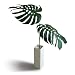 �s�l�H�ϗt�A���E���ԁtMonstera Deliciosa(�����X�e�� �f���V�I�T)