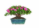 Brussel's Satsuki Azalea Bonsai