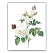 Rosa Indica - Gift Enclosure Cards (set of 12)
