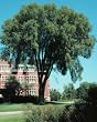 Ulmus americana: American Elm Seeds