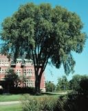 Ulmus americana: American Elm Seeds