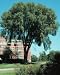 Ulmus americana: American Elm Seeds