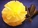 24 Yellow Car Limousine Wedding Decoration Pom Pom Flower Deco-puff