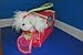   - Pucci Pups (Maltese)