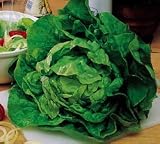 Buttercrunch Lettuce - 4800+ Seeds - PLUS PACK SAVINGS