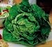 Buttercrunch Lettuce - 4800+ Seeds - PLUS PACK SAVINGS