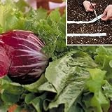 Vegetable Seeds - Salad Garden Seed Tape Collection
