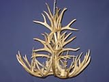 8 Lite Tall Mule Deer Chandelier