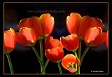 Linda Shier Tulips in Light 13 x 19 Glossy Print