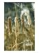 Reedmace (Bulrushes), Typha Latifolia with Seeds Photographic Poster Print by Bob Gib...
