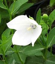 White Balloon Flower Platycodon Grandiflora 8 Plants