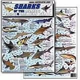 Sharks Identification Chart #2