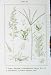 Flowers Sturms 1900 Raygras Cynodon Avena Flavescens