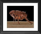 Framed Prints of Lrds-52 Cat Flea from Ardea Wildlife Pets