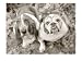 Two Dogs Looking Up Animals Photographic Poster Print by Gareth Rockliffe, 16x12