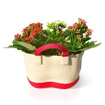 Flower Tote - Kalanchoe Plants in Cute Tote-Shaped Pot!
