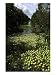 Half Ripened Grapefruit Lie on the Ground and Water after Hurricane Frances Blew Them off the Trees Photographic Poster Print, 12x16