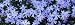 Panoramic Detail of Ground Cover Flowers Photographic Poster Print by Paul Sutherland, 8x24
