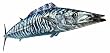 Wahoo Decal - Fishing - Other