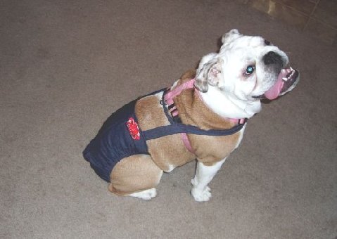 Joybies Durable Denim Piddle Pants(tm) for Small Male Dog (Measuring 13-15 from Collar to Base of Tail)