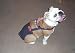 Joybies Durable Denim Piddle Pants(tm) for Small Male Dog (Measuring 13-15 from Collar to Base of Tail)