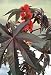 Red Leaf Castor Bean 10 Seeds