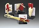 Life Size Joints with Muscles Set - 4 Muscled Joint Models (Knee, Hip, Elbow, Shoulder)
