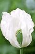 100 Organic White Afgan Poppy Seeds Papaver Somniferum