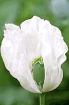 100 White Poppy Seeds Peshwar 'Album' Papaver Somniferum