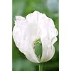 100 Organic White Afghan Poppy Seeds Papaver Somniferum