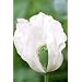 100 White Poppy Seeds Peshwar 'Album' Papaver Somniferum