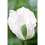 100 White Poppy Seeds Peshwar 'Album' Papaver Somniferum