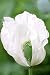 41JEBM43HDL. SL75  Papaver Somniferum
