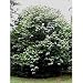 4 PAW PAW TREE Fruit Seeds, The Poor Man's Banana