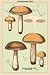 Art Poster, Unwholesome Fungi: Bitter Boletus - 18.75 x 27.5