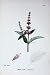 Botany Plants C1902 Spear Mint Mentha Viridis Flowers