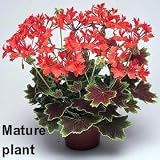 Vancouver Centennial Geranium - Grow Indoors or Out