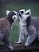 Lemur Catta (Ringtail Lemur) Animals Photographic Poster Print by John Dominis, 18x24