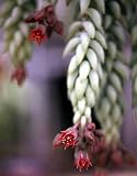 Amazon / Hirts: House Plant: Burros Tail - 1.5 Pot - Sedum morganianum-Easy to Grow
