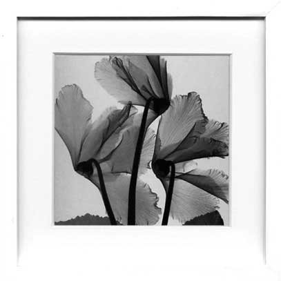 X-Ray PHOTOGRAPHY（レントゲンフォトグラフィー）ポスターフレーム Steven N.Meyers /Cyclamen study 1 330x330x30mm