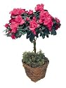Azalea Topiary - Live Azalea Potted Plant