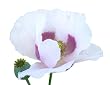 250 Poppy Flower Seeds. Papaver somniferum. Giganteum Poppies. One Stop Poppy Shoppe&reg; Brand.