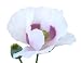 250 Poppy Flower Seeds. Papaver somniferum. Giganteum Poppies. One Stop Poppy Shoppe® Brand.