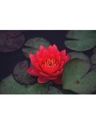 Lawn & Patio: 10 RED LOTUS (Sacred Water Lily / Lily Pad / Asian Water Lotus) Nymphaea Flower Seeds