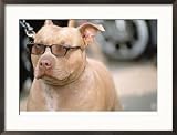 Pit Bull Terrier Wearing Sunglasses Framed Photographic Poster Print by Allen Russell, 29x21