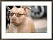 Pit Bull Terrier Wearing Sunglasses Framed Photographic Poster Print by Allen Russell, 29x21