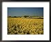 Oil Seed Rape Fields, Essex, England, United Kingdom Places Framed Art Poster Print by Fraser Hall, 22x18