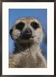 A close view of a meerkat (Suricata suricatta) Animals Framed Art Poster Print by Mattias Klum, 21x28