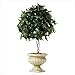 Ivy Topiary in Alabastrite Pot - Style 31280